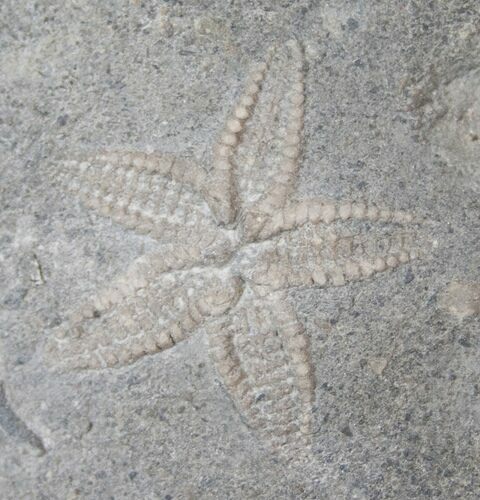 Ordovician Aged Starfish Fossil - Ontario #16618